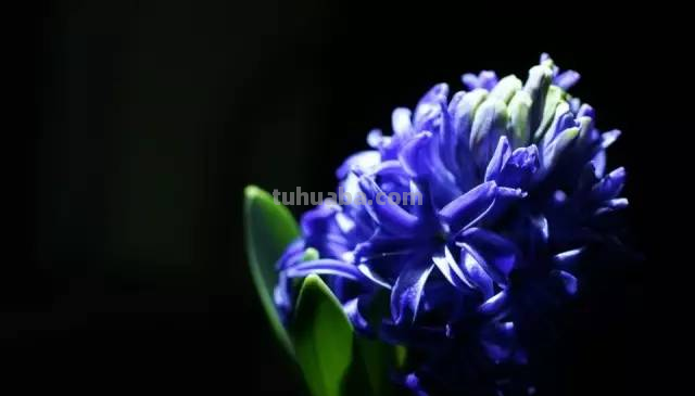 花语大全，你对花语有多少了解呢？