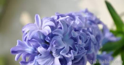 花语大全，你对花语有多少了解呢？