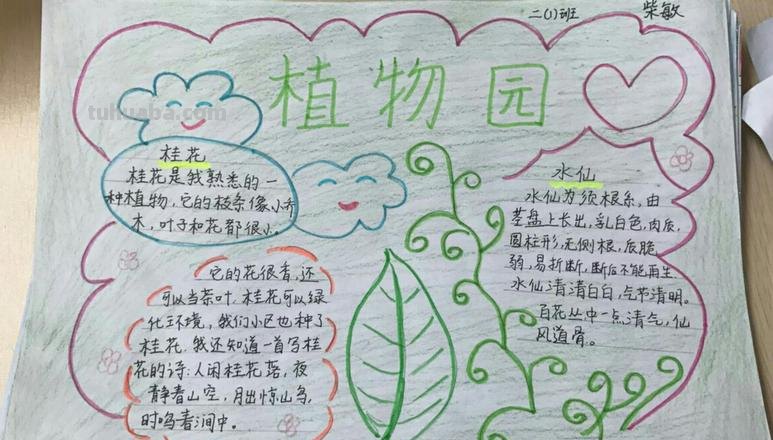 植物的手抄报怎么做 植物小报怎么做?