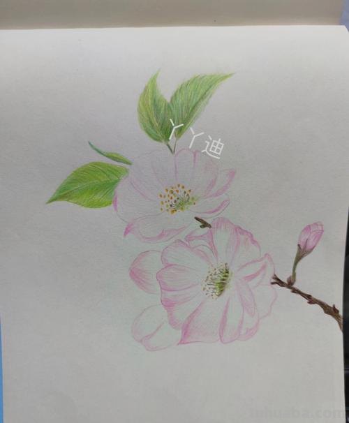古风樱花怎么画彩铅 怎么用彩铅画樱花树？