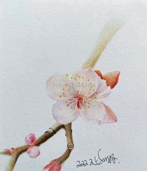 古风樱花怎么画彩铅 怎么用彩铅画樱花树？