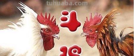 中国最贵的鸡-斗鸡，不是用来吃的，而是用来竞赛和娱乐的