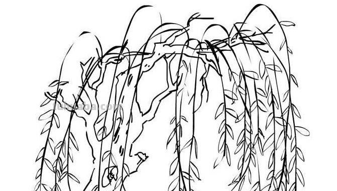 柳树的简笔画怎么画 如何画柳树枝条?