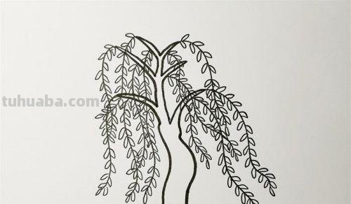 柳树的简笔画怎么画 如何画柳树枝条？