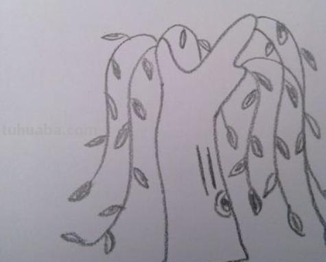 柳树的简笔画怎么画 如何画柳树枝条? 柳树的简笔画怎么画 如何画柳树枝条?