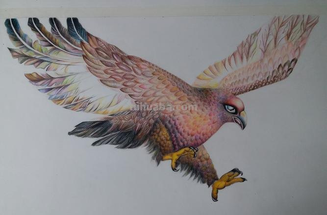 怎么用彩铅画鸟 铅笔画老鹰是怎么画的？