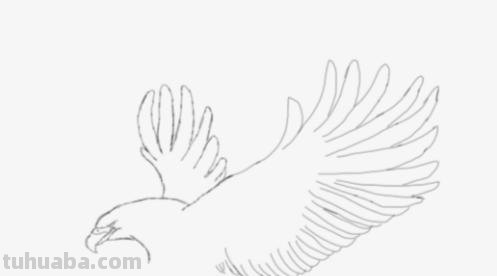 怎么用彩铅画鸟 铅笔画老鹰是怎么画的? 怎么用彩铅画鸟 铅笔画老鹰是怎么画的?