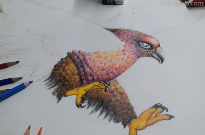 怎么用彩铅画鸟 铅笔画老鹰是怎么画的?
