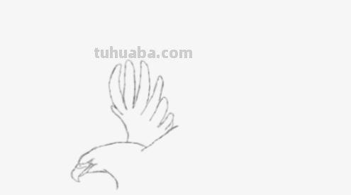 怎么用彩铅画鸟 铅笔画老鹰是怎么画的? 怎么用彩铅画鸟 铅笔画老鹰是怎么画的?