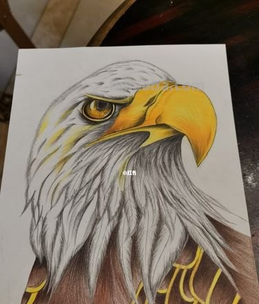 怎么用彩铅画鸟 铅笔画老鹰是怎么画的?
