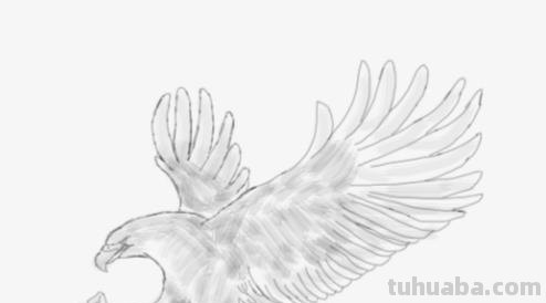怎么用彩铅画鸟 铅笔画老鹰是怎么画的? 怎么用彩铅画鸟 铅笔画老鹰是怎么画的?