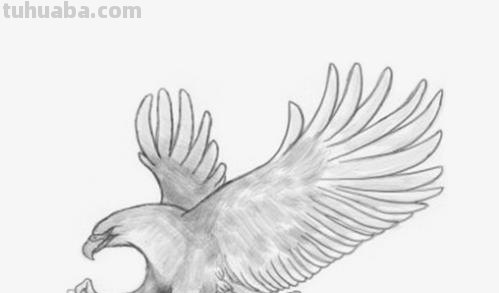 怎么用彩铅画鸟 铅笔画老鹰是怎么画的? 怎么用彩铅画鸟 铅笔画老鹰是怎么画的?