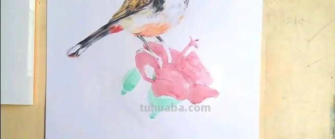 怎么用彩铅画鸟 铅笔画老鹰是怎么画的? 怎么用彩铅画鸟 铅笔画老鹰是怎么画的?