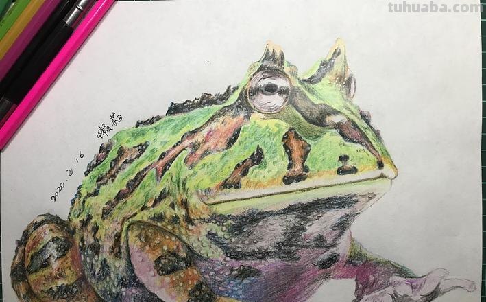 角蛙彩铅怎么画 青蛙的简单画法？
