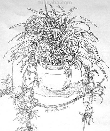 速写圣诞花 速写一盆花要多长时间？