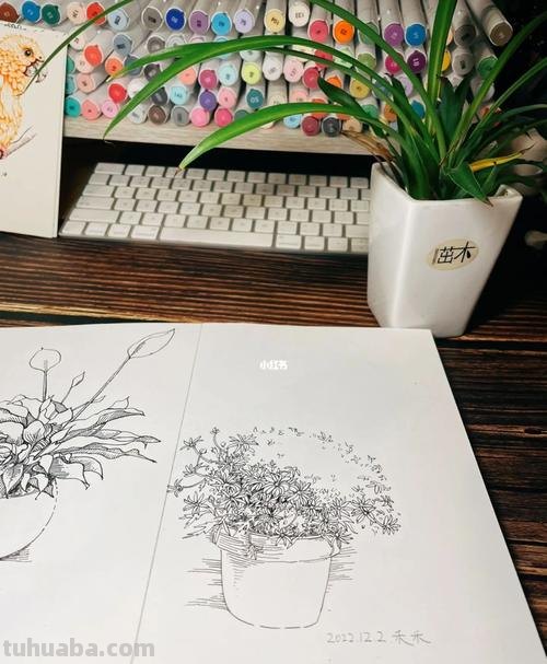 速写圣诞花 速写一盆花要多长时间？