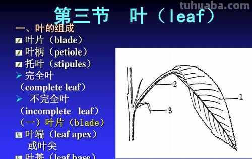 完全叶具有哪三个部分 完全叶包括哪三部分