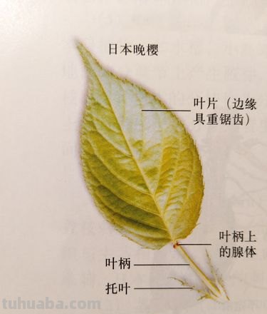 完全叶具有哪三个部分 完全叶包括哪三部分