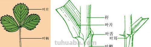 植物的叶一般由哪三部分组成
