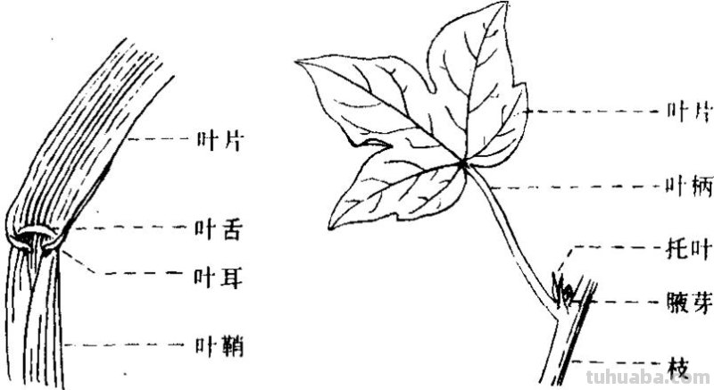 完全叶具有哪三个部分 完全叶包括哪三部分