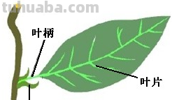 一片完全叶包括___、___、___三部分.