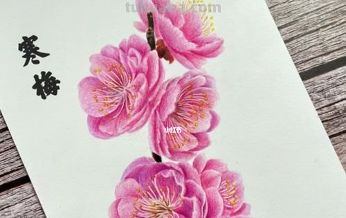 红梅枝怎么画彩铅 如何画梅花,这是美术作业,铅笔和水彩笔都行?