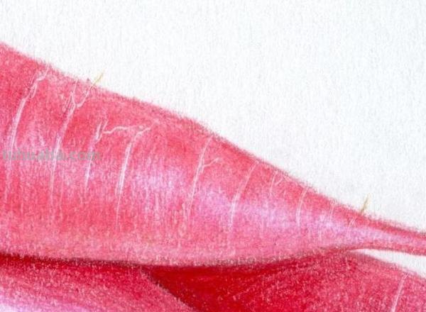 粉色格子怎么画彩铅 彩铅画基础入门教程?