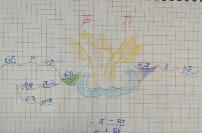 芦苇的思维导图怎么 一分钟了解芦苇？