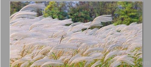 芦苇的思维导图怎么 一分钟了解芦苇?