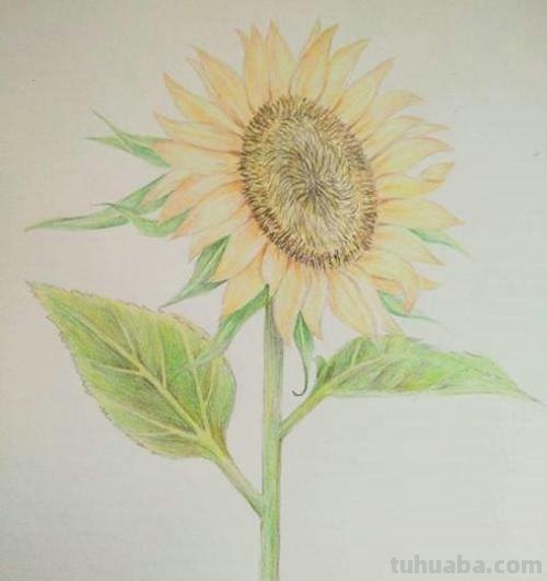 阳光怎么用彩铅画 彩铅画太阳如何上色？