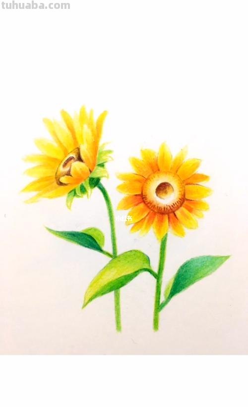 阳光怎么用彩铅画 彩铅画太阳如何上色？