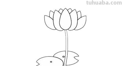 荷花的简笔画怎么画 简笔画荷花的画法?