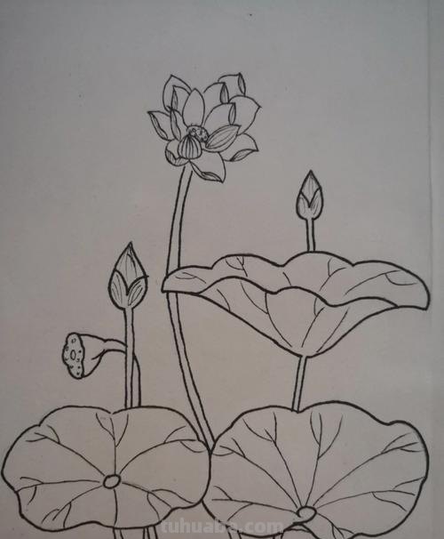 荷花的简笔画怎么画 简笔画荷花的画法？