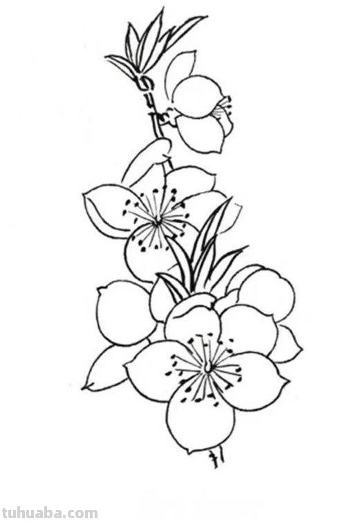 桃花的简笔画怎么画 怎么画桃花?
