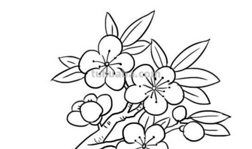 桃花的简笔画怎么画 怎么画桃花？