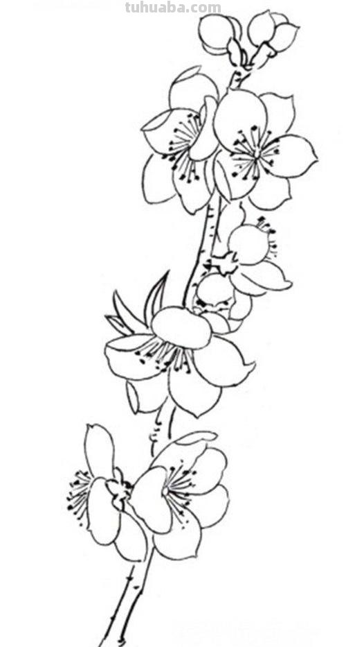 桃花的简笔画怎么画 怎么画桃花?