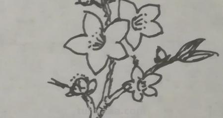 桃花的简笔画怎么画 怎么画桃花? 桃花的简笔画怎么画 怎么画桃花?