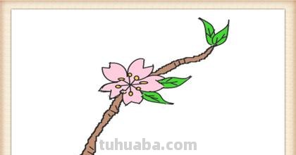 桃花的简笔画怎么画 怎么画桃花? 桃花的简笔画怎么画 怎么画桃花?