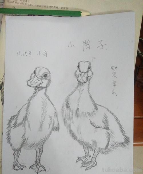 动物速写鸭子 一步一步画鸭子？