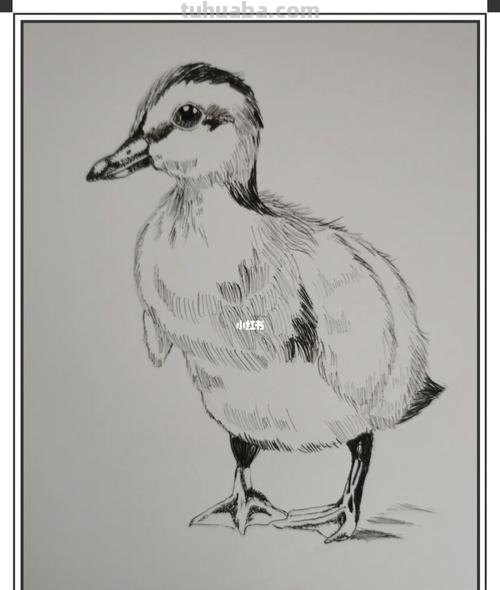 动物速写鸭子 一步一步画鸭子?