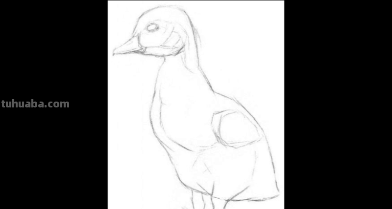 动物速写鸭子 一步一步画鸭子?