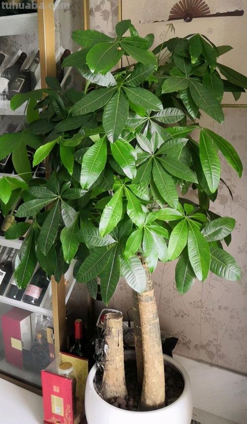 想让发财树长得快,做好“一通四足”,叶子大又绿,长得枝繁叶茂