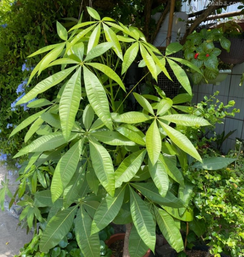 想让发财树长得快，做好“一通四足”，叶子大又绿，长得枝繁叶茂
