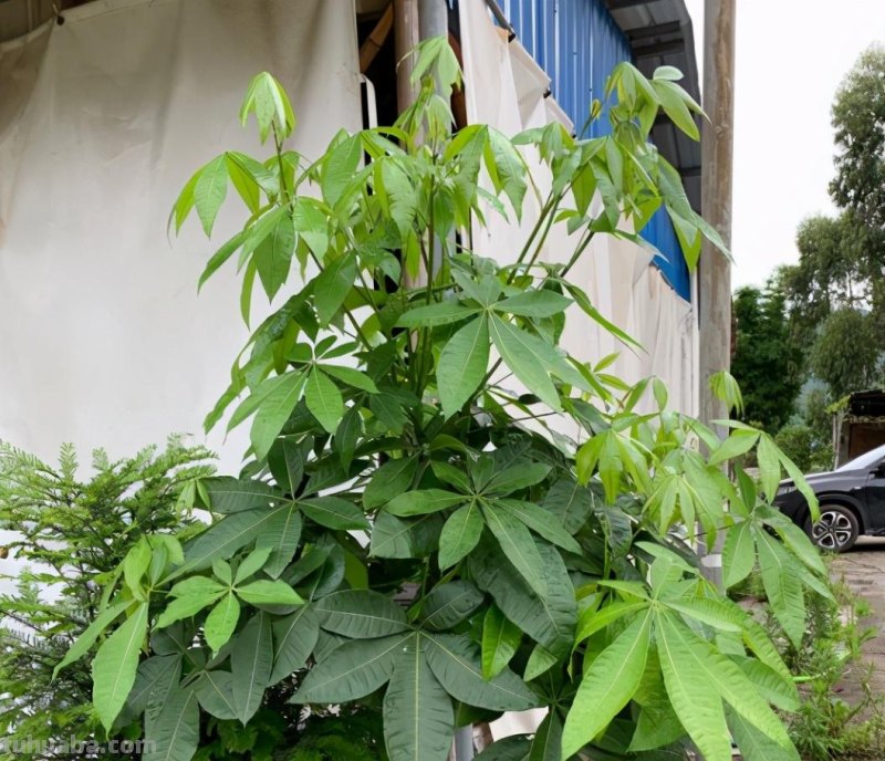 想让发财树长得快，做好“一通四足”，叶子大又绿，长得枝繁叶茂