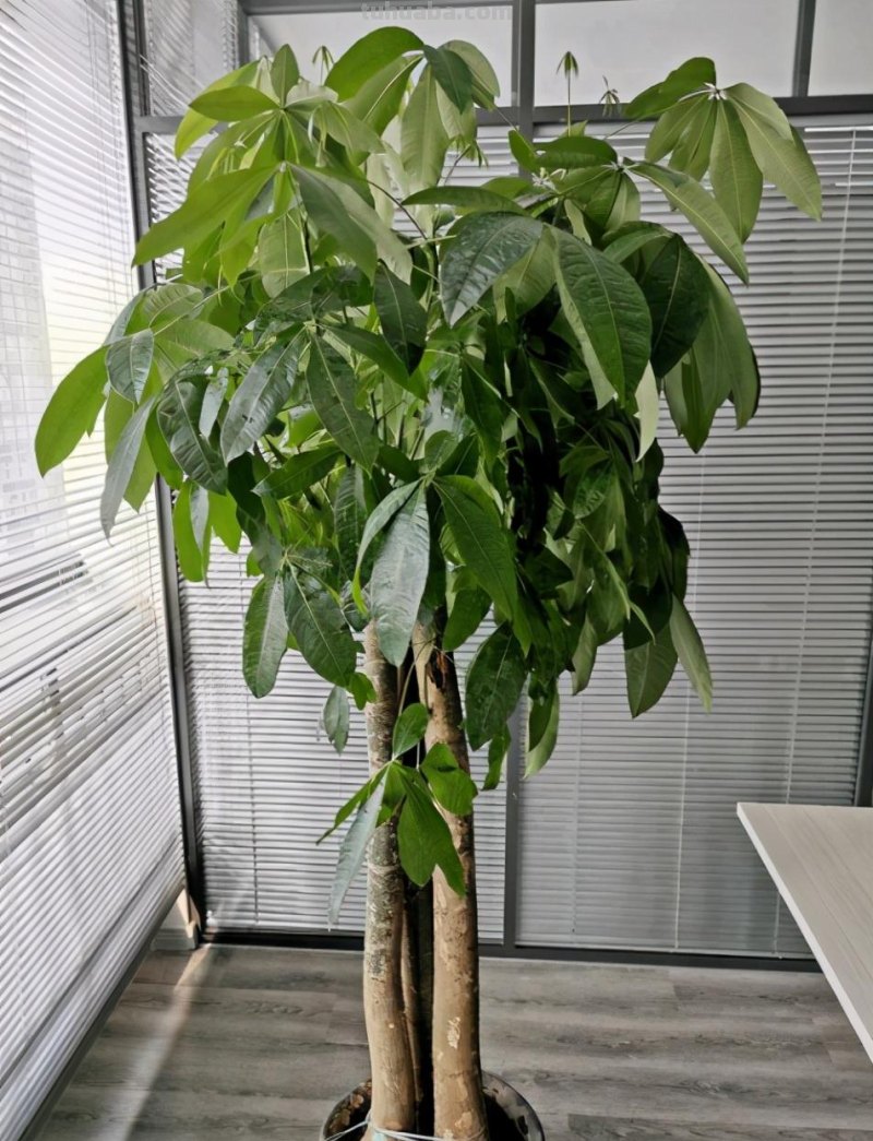 想让发财树长得快，做好“一通四足”，叶子大又绿，长得枝繁叶茂