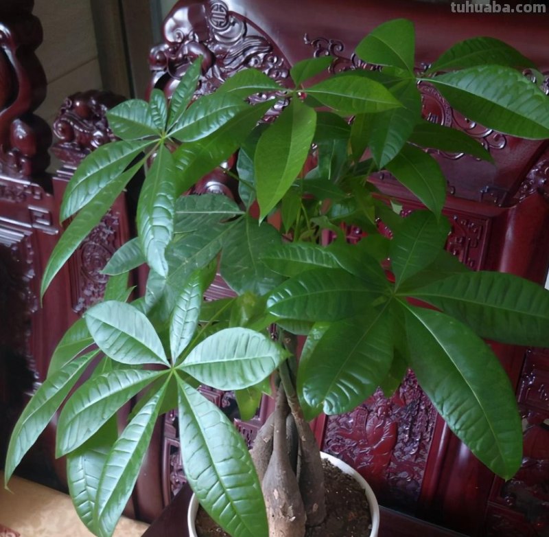 想让发财树长得快，做好“一通四足”，叶子大又绿，长得枝繁叶茂