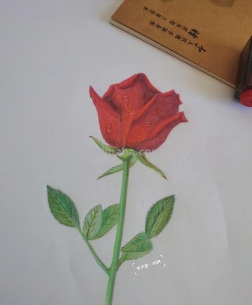 520要来了!如何才能画好一朵玫瑰花?(彩铅详细教程)