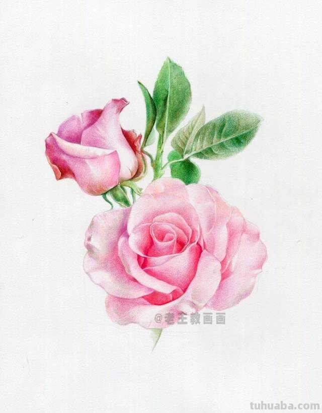 520要来了！如何才能画好一朵玫瑰花？（彩铅详细教程）
