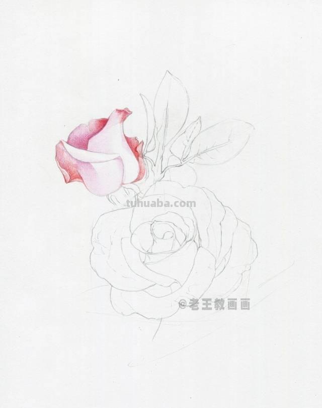 520要来了！如何才能画好一朵玫瑰花？（彩铅详细教程）