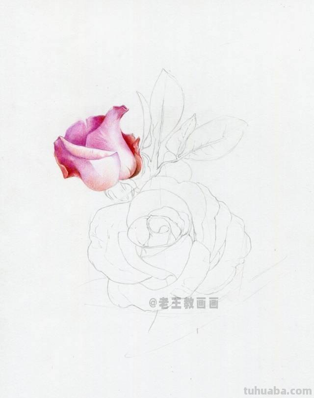 520要来了！如何才能画好一朵玫瑰花？（彩铅详细教程）